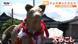 『犬みこし』先頭に4年ぶりの通常開催 『大山犬祭り』にぎわう　|　山形のニュース│TUYテレビユー山形
