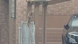 幼稚園の防犯カメラにもその姿が…　広島市中区にサル出没　警察がパトロール強化　「野良猫だと思って、よく見たらサルだったので驚いた」|TBS NEWS DIG