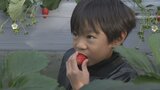 「もう大変ですね」 農園の悩みは重油の値上がり イチゴ狩りスタート 外国人観光客に人気|TBS NEWS DIG