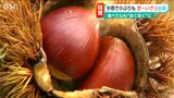 「気持ちも心もホクホクと そんな感じで味わって」太陽の光をたくさん浴びて…例年より甘~いクリの出荷始まる 新潟県加茂市|TBS NEWS DIG