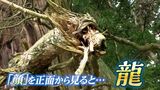 樹齢800年以上の御神木に現れたのは「龍」!初詣を待たずして参拝客が押し寄せる事態に【岡山・真庭市】 |TBS NEWS DIG