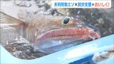 トビウオ並みの“美味しさ”＝厄介者だった『エソ』 未利用魚×就労支援→『新しい働き方』のモデルに|TBS NEWS DIG