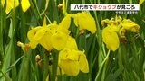 鮮やかな黄色の花を咲かせる『キショウブ』が八代市の神社で見頃 国の名勝「松浜軒」では河骨の黄色い花も 熊本 | 熊本のニュース|RKK NEWS|RKK熊本放送