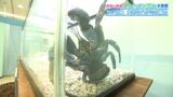 ヤシの木に登っている姿を目撃され名付けられた「ヤシガニ」 いよてつ高島屋で夏のスペシャル水族館　|　愛媛のニュース - Nスタえひめ｜あいテレビは6チャンネル