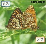 「貴重なので捕まえたかった」絶滅危惧種のチョウを密猟した疑い 岡山県の男を逮捕 「コヒョウモンモドキ」をめぐる「種の保存法」違反での逮捕は全国初 長野・乗鞍高原|TBS NEWS DIG