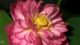 久米南町の「宮地やすらぎの里」でハスの開花始まる 休耕田に約2万本 ピークは12日ごろか【岡山】 | 岡山・香川のニュース | 天気 | RSK山陽放送