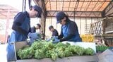 ブドウ産地の長野・塩尻市のワイナリーで仕込み始まる…収穫されたばかりのナイヤガラ選別、果汁絞る作業「美しい、しなやかさがあるワインに…」　|　SBC NEWS | 長野のニュース | SBC信越放送