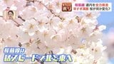 【異変】北海道の桜が記録的な早咲き！連休前に散っちゃう？ライトアップも急きょ前倒し　一方、桜の名所「二十間道路」では"倒木の危険性"など守る側の苦悩も|TBS NEWS DIG