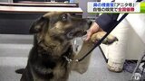 鼻の捜査官！９歳のシェパード「アニタ号」７回目の出場で全国大会初優勝を警察本部長に報告|TBS NEWS DIG