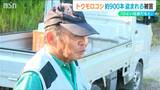 農家は怒り「ひどい話だね…」 自慢のトウモロコシ900本が盗難被害 数日前に畑に異変も 新潟・十日町市|TBS NEWS DIG