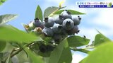 「凍らせて食べるとアイスみたいでおいしいよ!」 岩手県岩手町で園児たちがブルーベリー摘み取り体験|TBS NEWS DIG