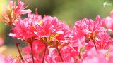 「感動しました」鮮やかな40種 10万本のツツジ見頃　例年に比べ開花早く＝静岡・伊東市|TBS NEWS DIG