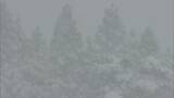 強い寒気で県北に大雪警報 40cm超える積雪 新見市千屋などで-7.9℃ 氷点下の厳しい冷え込み【岡山】|TBS NEWS DIG