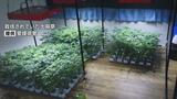 大麻を栽培する住宅契約など手助け 大麻栽培ほう助の疑いで会社員の男(37)を逮捕　|　愛媛のニュース - Nスタえひめ｜あいテレビは6チャンネル