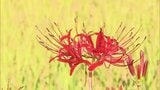 【映像】いわき市の田園に咲く花々 福島【カメラめせん㉟】|TBS NEWS DIG