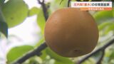 旬のナシ「豊水」の収穫が最盛期 大分 | 大分のニュース|OBS NEWS|大分放送
