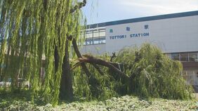 あわや…鳥取駅前の柳の大木“ポッキリ”　一体何が？　通学通勤時間帯は多くの通行人　けが人はなし|TBS NEWS DIG