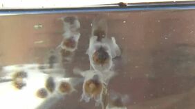 小さな天使？体長3センチほど“クリオネの遠縁”　港に大量発生で漁業被害は？　鹿児島・長島町|TBS NEWS DIG