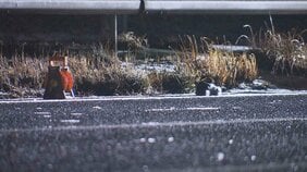 東北道で高齢男性が車2台にはねられ死亡 誤って道路に立ち入ったか 事故の影響で東北道が一時通行止め　宮城・大崎市古川清水沢|TBS NEWS DIG