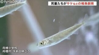 消えゆくサケを救いたい…舟橋小学校の稚魚飼育が10年目の正念場　記録的不漁で活動は最後の可能性も　3月3日に放流へ　富山・舟橋村　|　富山のニュース｜天気・防災｜チューリップテレビ