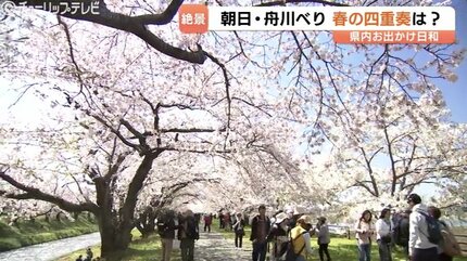 春の四重奏” 雪の北アルプス背景に桜並木、菜の花、そしてチューリップ