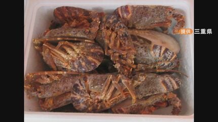 ロブスターを“伊勢海老”として販売 伊勢海老を名乗れるのは世界で1種類