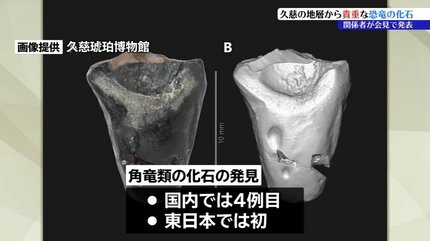 トリケラトプスやイグアノドンの仲間とみられる恐竜の歯の化石みつかる