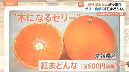 簡単「甘いみかん」の見分け方！人気上昇「紅まどんな」の魅力＆“200種
