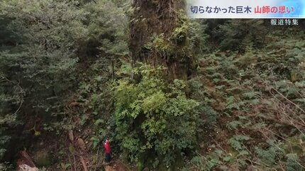 縄文杉より大きい木が、何本も残っている」屋久島、未知の巨木が残る