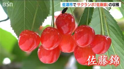 サクランボの王様『佐藤錦』収穫始まる 新潟・佐渡市 | 新潟のニュース