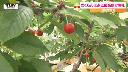 150周年で150万円！？サクランボが超高値で落札された理由とは（山形