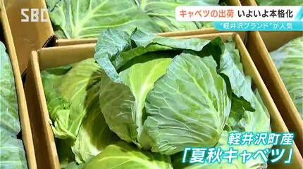 軽井沢ブランド」を全国へ！「夏秋キャベツ」の出荷が本格化する前に