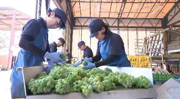 ブドウ産地の長野・塩尻市のワイナリーで仕込み始まる…収穫されたばかりのナイヤガラ選別、果汁絞る作業「美しい、しなやかさがあるワインに…」|TBS NEWS DIG