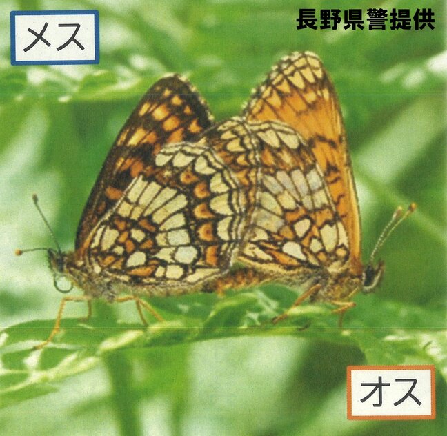 「貴重なので捕まえたかった」絶滅危惧種のチョウを密猟した疑い 岡山県の男を逮捕 「コヒョウモンモドキ」をめぐる「種の保存法」違反での逮捕は全国初　長野・乗鞍高原|TBS NEWS DIG