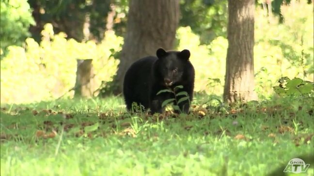 「今年のクマの行動は異常」専門家から学ぶ『クマ』との遭遇時の対処法「クマ撃退スプレーは絶対に携帯してほしい」　青森市|TBS NEWS DIG