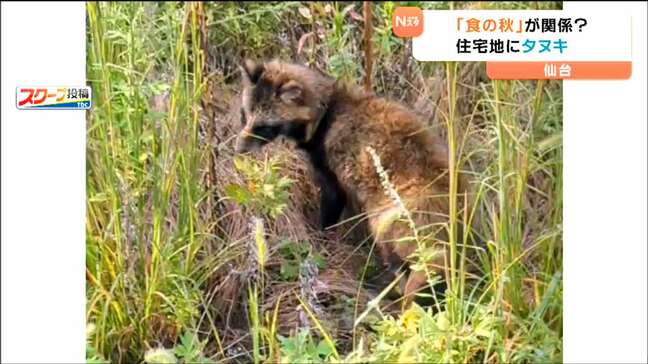 「背に腹は代えられぬ」白昼堂々タヌキが住宅街に出没！食欲の秋が関係か　仙台|TBS NEWS DIG