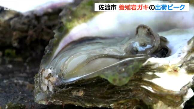 「天然と変わりない 若い分だけ味が穏やか」佐渡で養殖岩ガキの出荷最盛期|TBS NEWS DIG