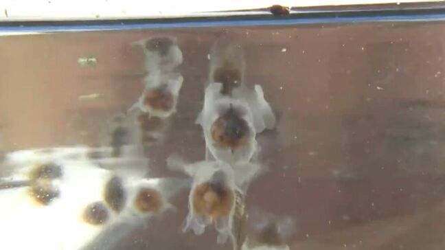 小さな天使？体長3センチほど“クリオネの遠縁”　港に大量発生で漁業被害は？　鹿児島・長島町|TBS NEWS DIG