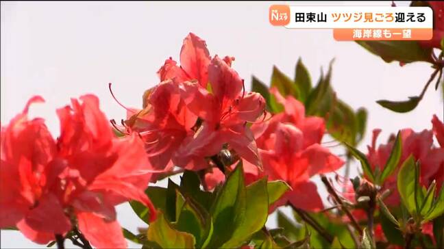「感動して来年も来たい」 緑に映える朱色のツツジ見頃 約5万本が自生 宮城・南三陸町|TBS NEWS DIG