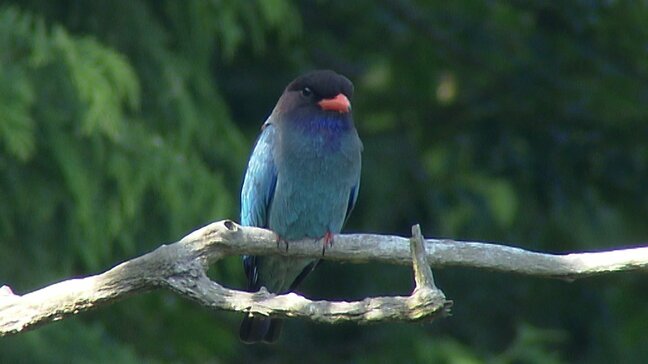 「森の宝石」ブッポウソウが今年も帰ってきた 求愛の姿も【岡山・吉備中央町】|TBS NEWS DIG