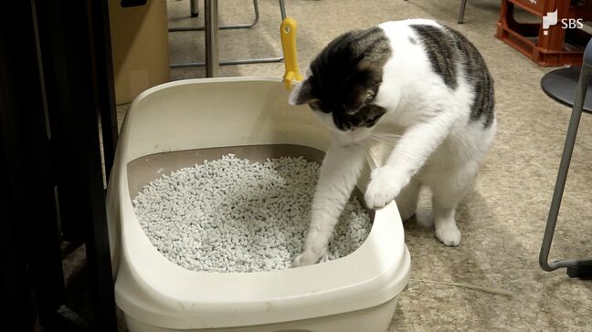 「静岡県の茶殻が焼却処理されているという現実」猫のトイレを快適な空間に...ペット用品メーカーが捨てられる茶殻をアップサイクル 【SDGs】|TBS NEWS DIG