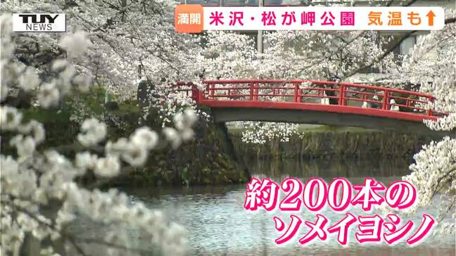 200本のソメイヨシノが見ごろ！　米沢市・松が岬公園の桜が満開　県内は5月中旬から下旬の陽気に（山形）|TBS NEWS DIG