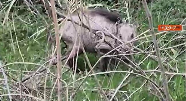 【画像あり】【イノシシが出てきた！】「川の方でゴソゴソガサガサと音がして見たら…」長野市の河川敷で犬の散歩をしていた男性が発見…イノシシは30センチほど…周辺では目撃情報相次ぐ|TBS NEWS DIG