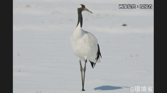 タンチョウを絶滅危惧種から除外　ニホンイシガメが新たに絶滅危惧種に　「レッドリスト」を公表　環境省|TBS NEWS DIG