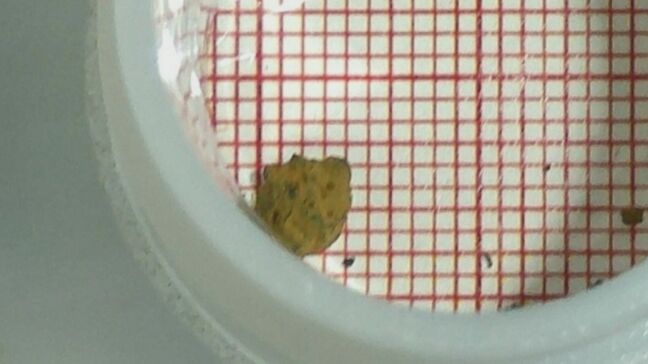 2回目回収の燃料デブリ、約0.2グラムと判明　前回より0.5グラム軽い　東京電力福島第一原発2号機|TBS NEWS DIG