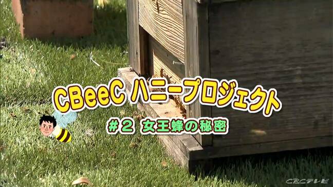 名古屋のど真ん中にミツバチ2万匹? 気象予報士が挑む「都市養蜂」 甘いハチミツを採るコツは『CBeeCハニープロジェクト』|TBS NEWS DIG