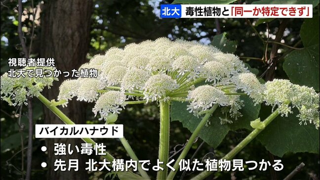 「同じものか特定できなかった」バイカルハナウドとよく似た植物が見つかった北海道大学が調査結果公表　毒性があるか調査継続|TBS NEWS DIG