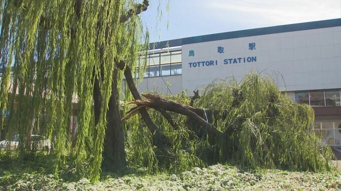 あわや…鳥取駅前の柳の大木“ポッキリ”　一体何が？　通学通勤時間帯は多くの通行人　けが人はなし　|　BSSニュース | BSS山陰放送
