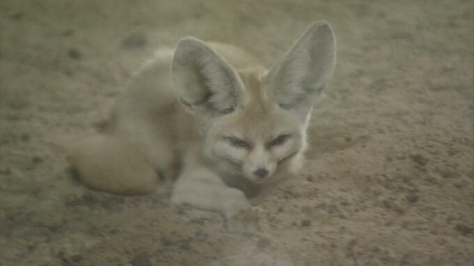 2022年アクアマリンふくしま流行魚大賞は？中東の砂漠に住むキツネの仲間【ぷくぷくキュンアニマルズ年末SP】　|　福島のニュース│TUF