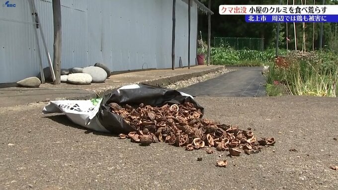 小屋に侵入しクルミを食い荒らす　18日には鶏も被害に　同じ個体の成獣のクマか　岩手・北上市|TBS NEWS DIG